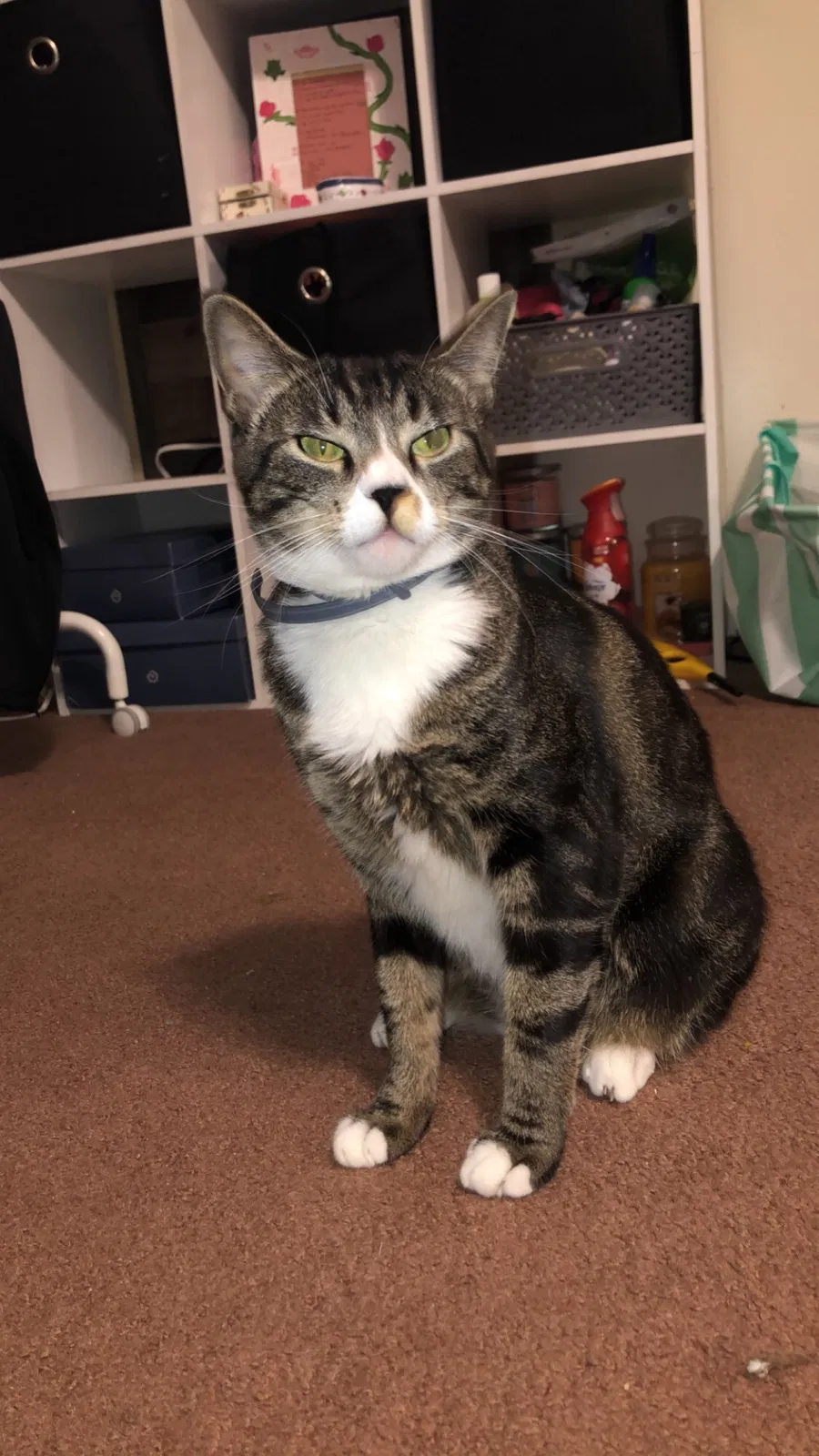 Lost cat in Henrico, VA, 23229