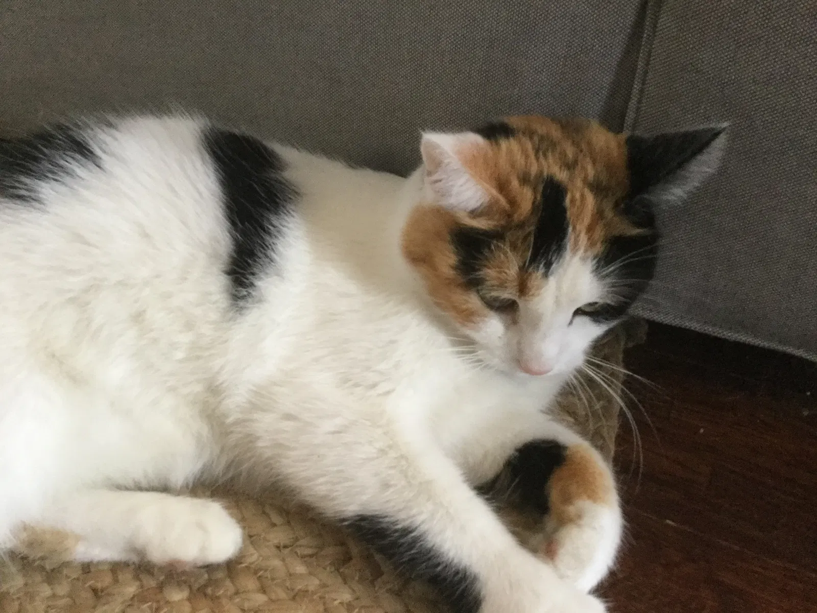 Lost cat in Saint Paul, MN, 55117