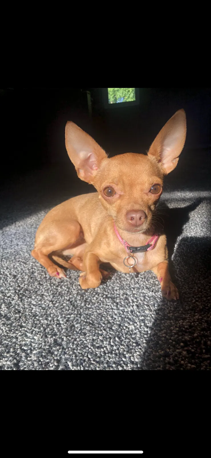 Lost dog in Valley City, OH, 44280