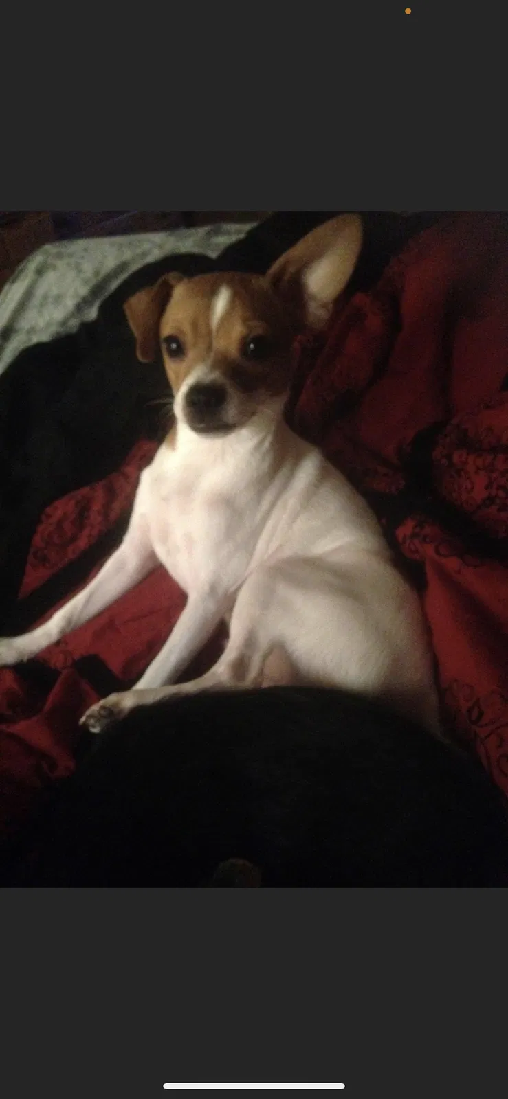 Lost dog in Gonzales, LA, 70737