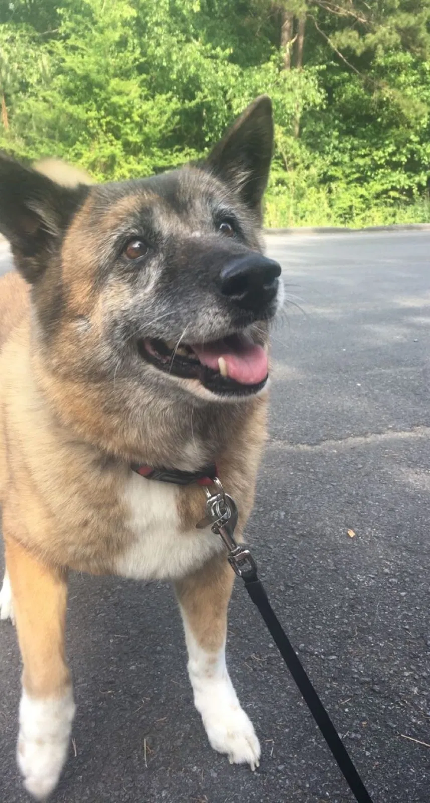 Lost dog in Rome, GA, 30161