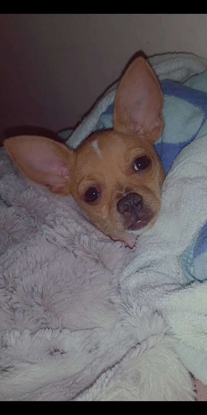 Lost dog in Clearwater, FL, 33759