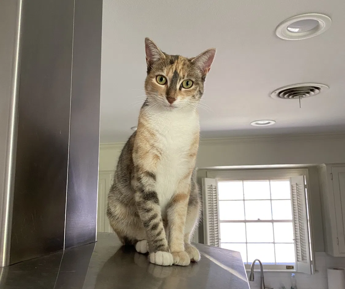 Lost cat in Baton Rouge, LA, 70809