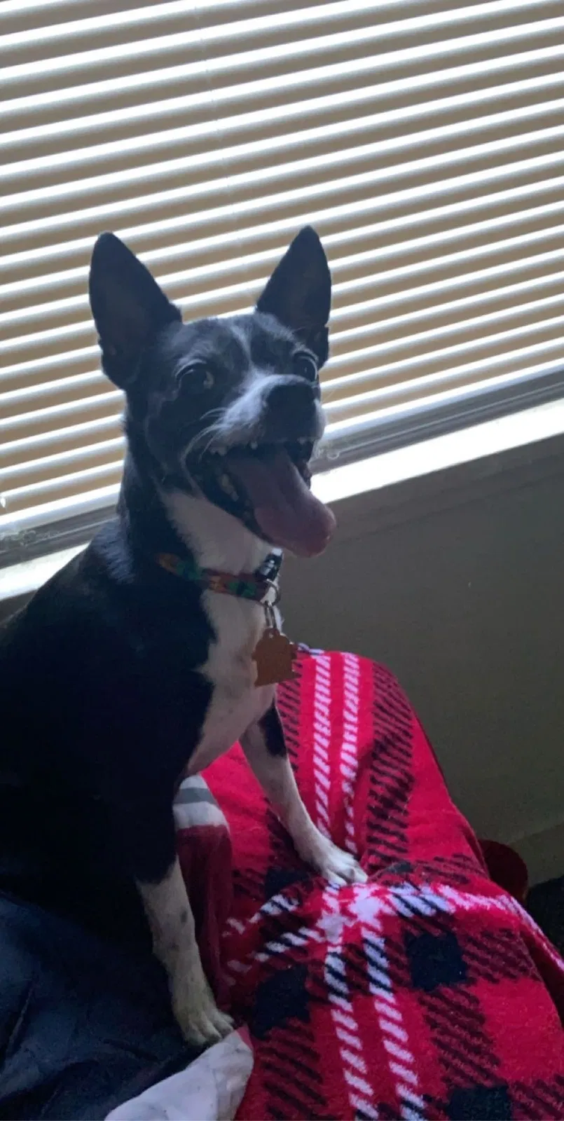 Lost dog in Fort Wayne, IN, 46806