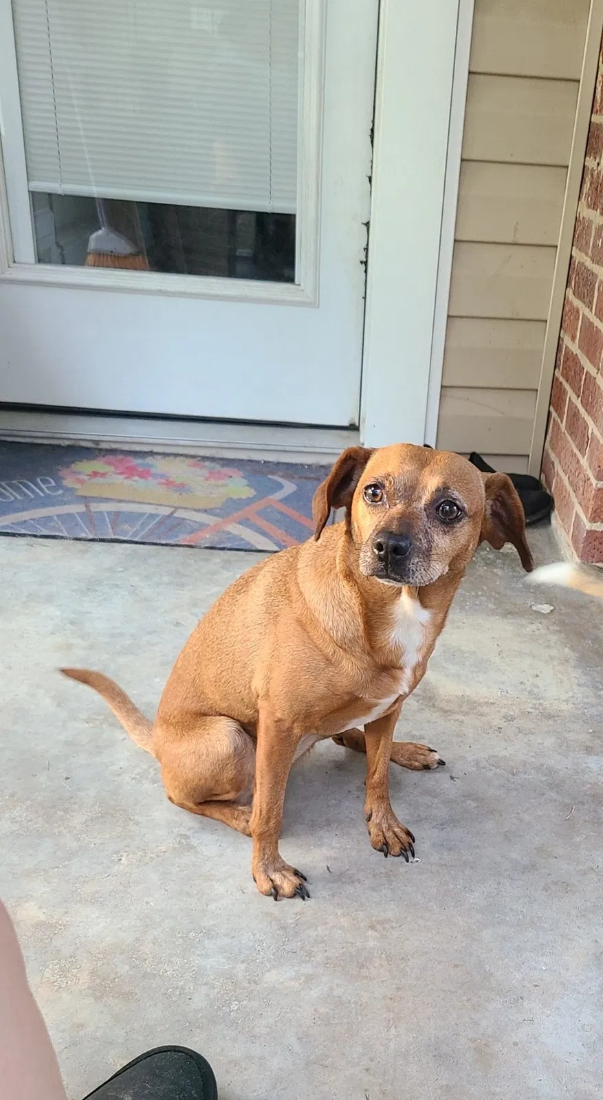 Lost dog in Asheboro, NC, 27203