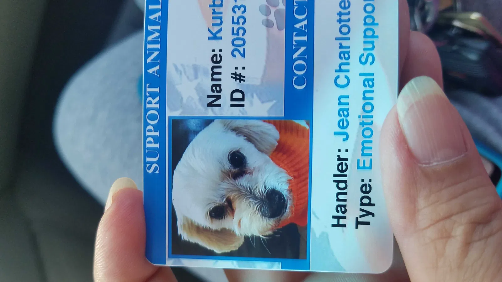 Lost dog in Seymour, TN, 37865