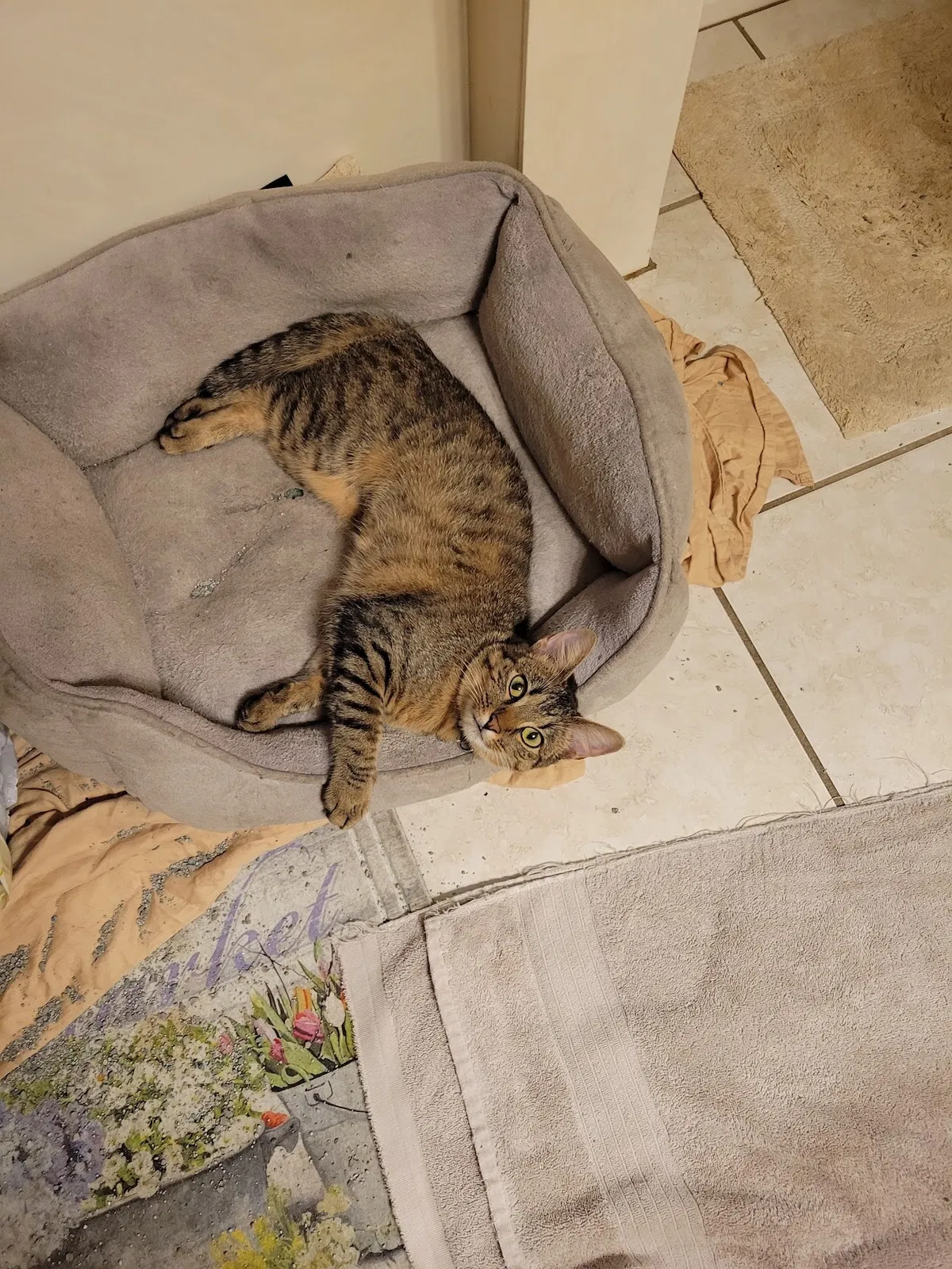 Lost cat in Hutto, TX, 78634