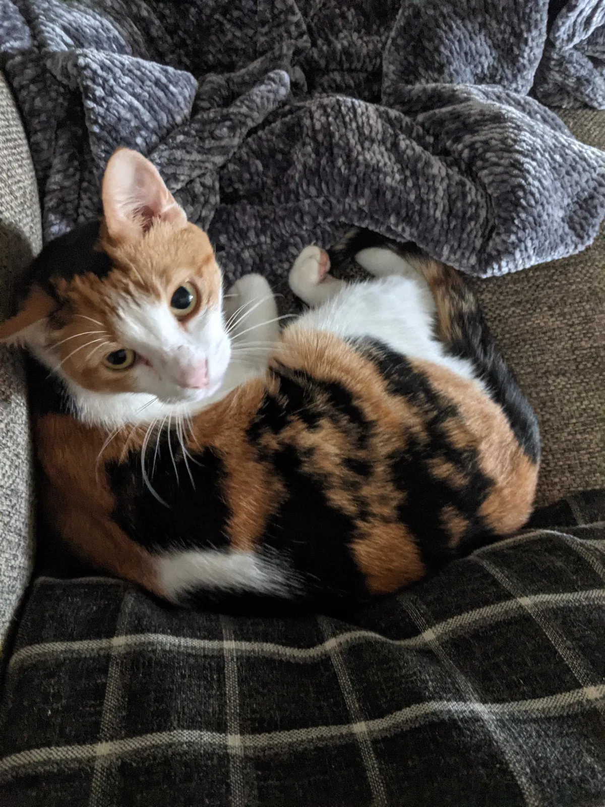 Lost cat in Belton, TX, 76513