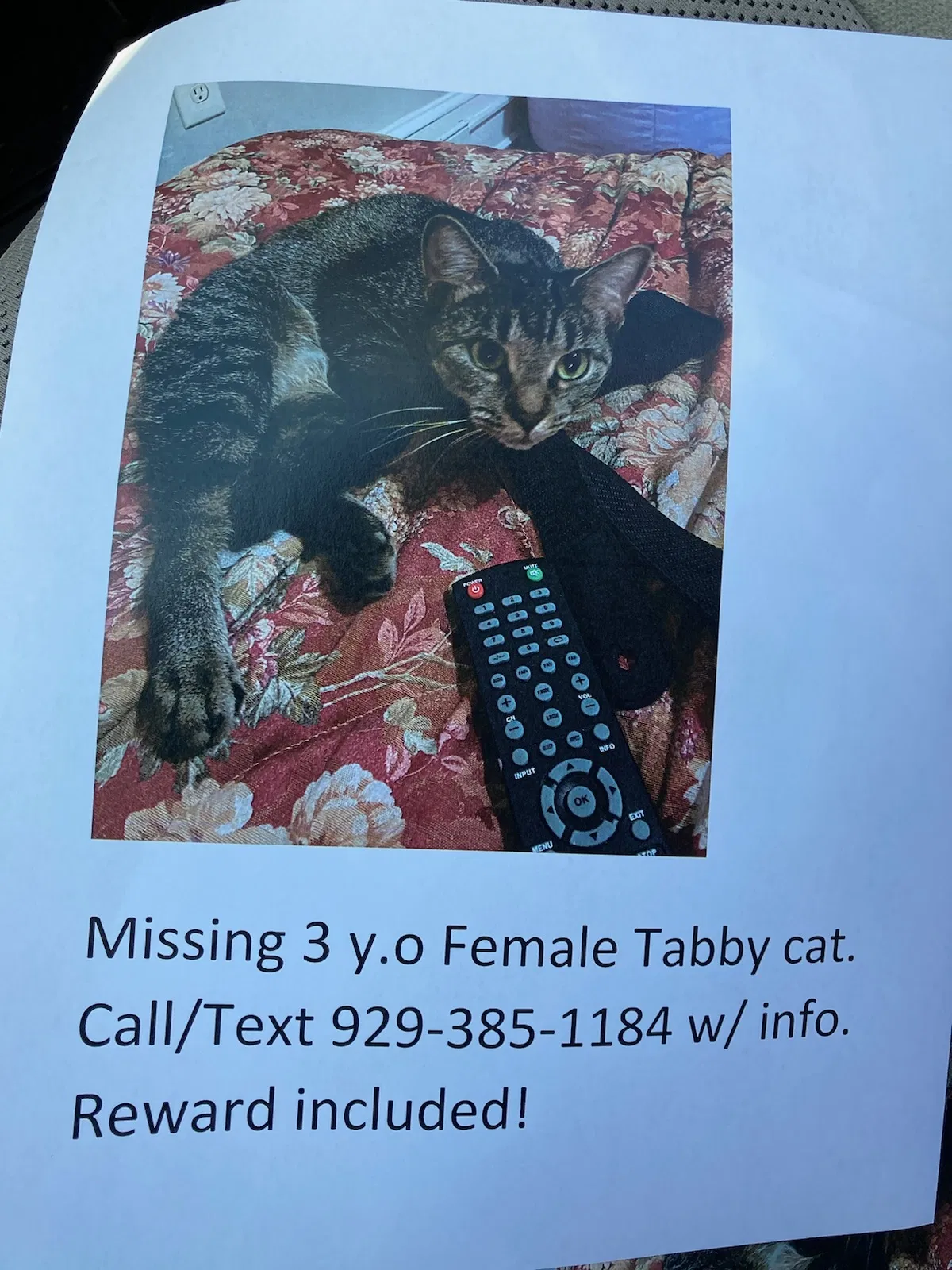 Lost cat in Bristol, CT, 6010