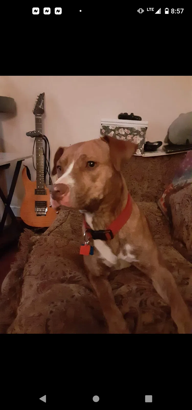Lost dog in Norfolk, VA, 23504