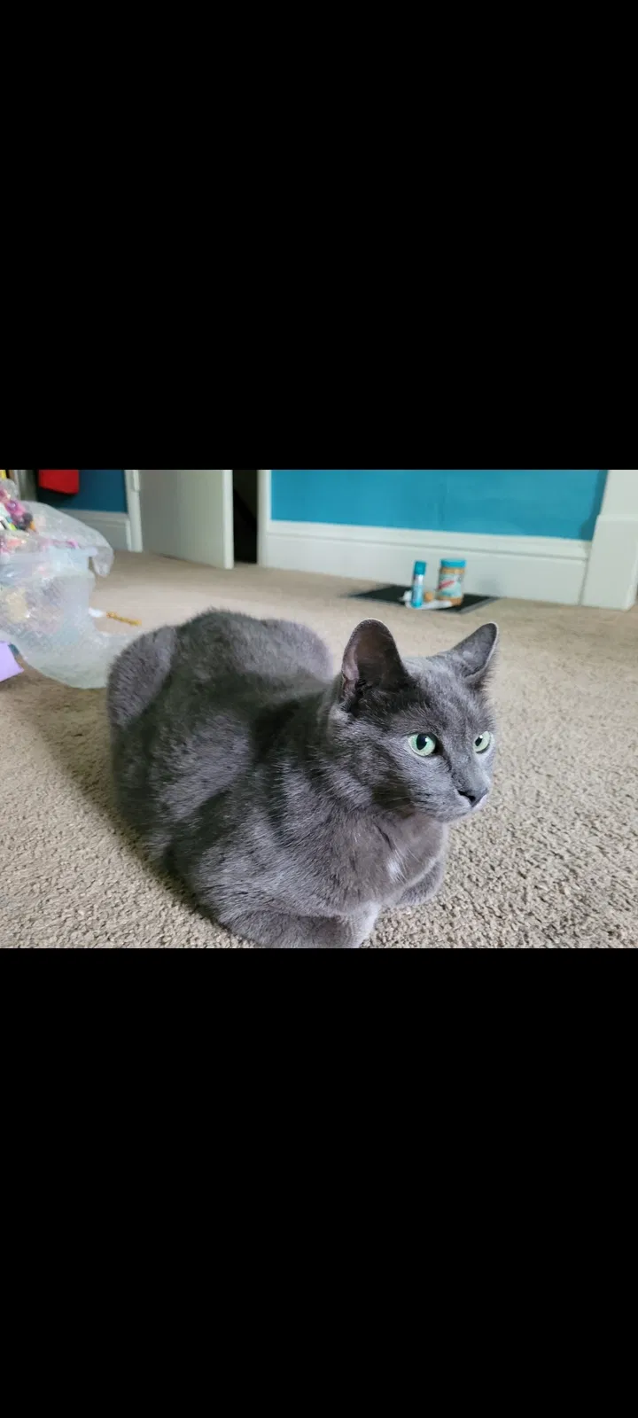 Lost cat in Sturgis, MI, 49091