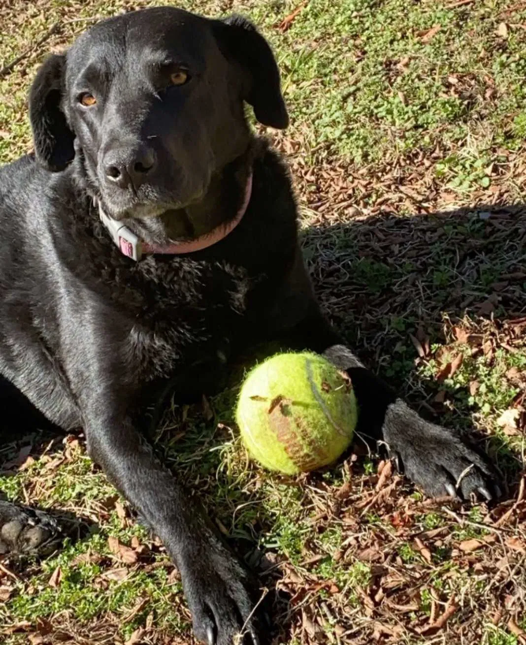Lost dog in Dover, AR, 72837