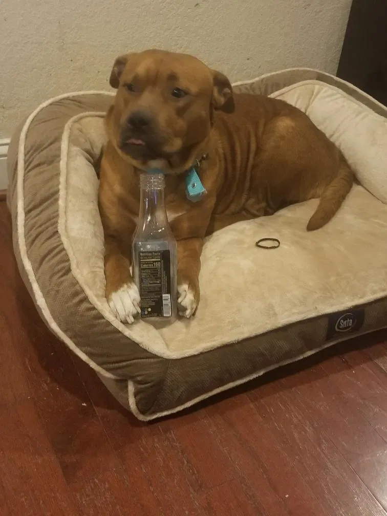 Lost dog in Norfolk, VA, 23504