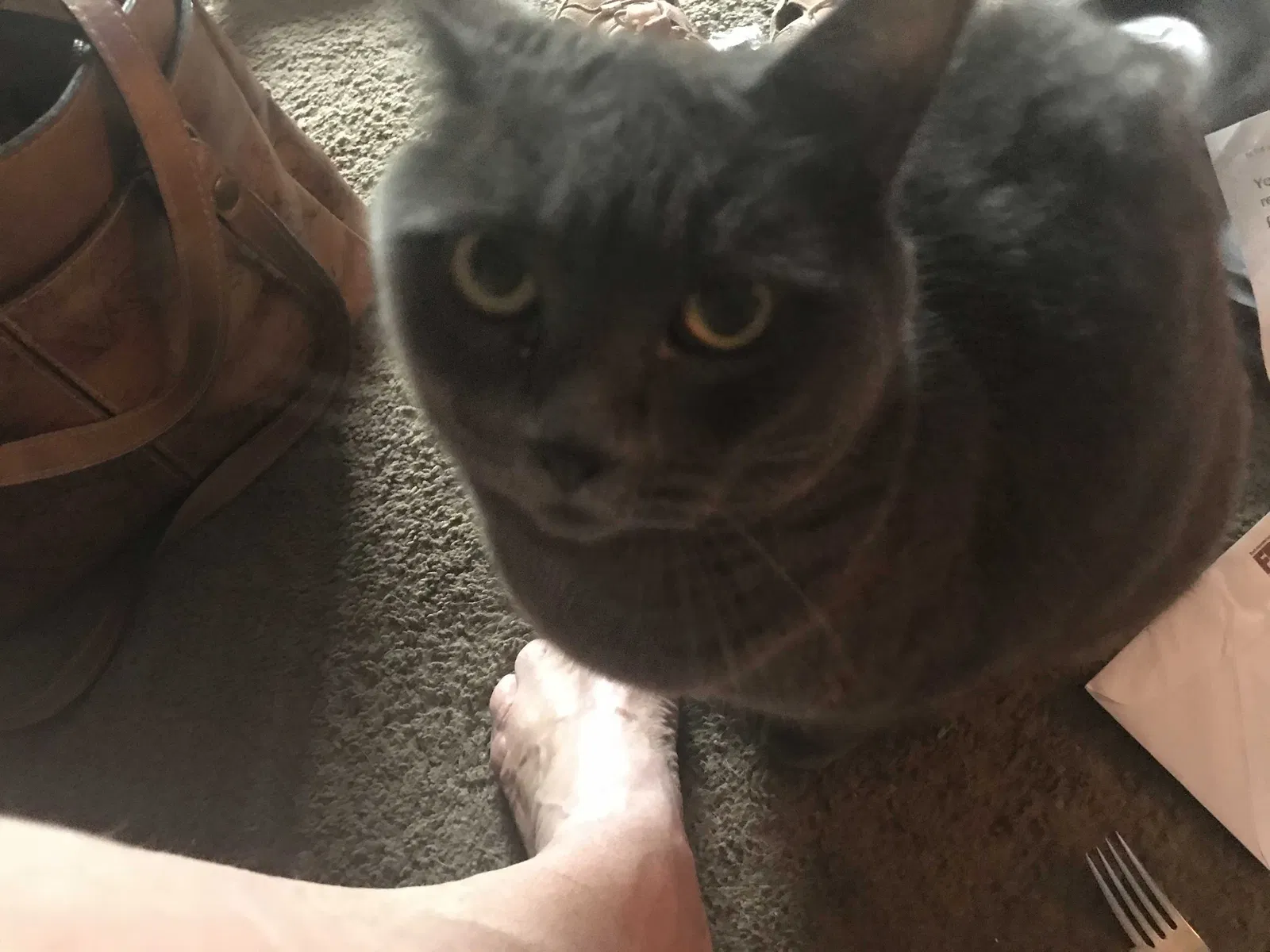 Lost cat in Charlestown, NH, 3603