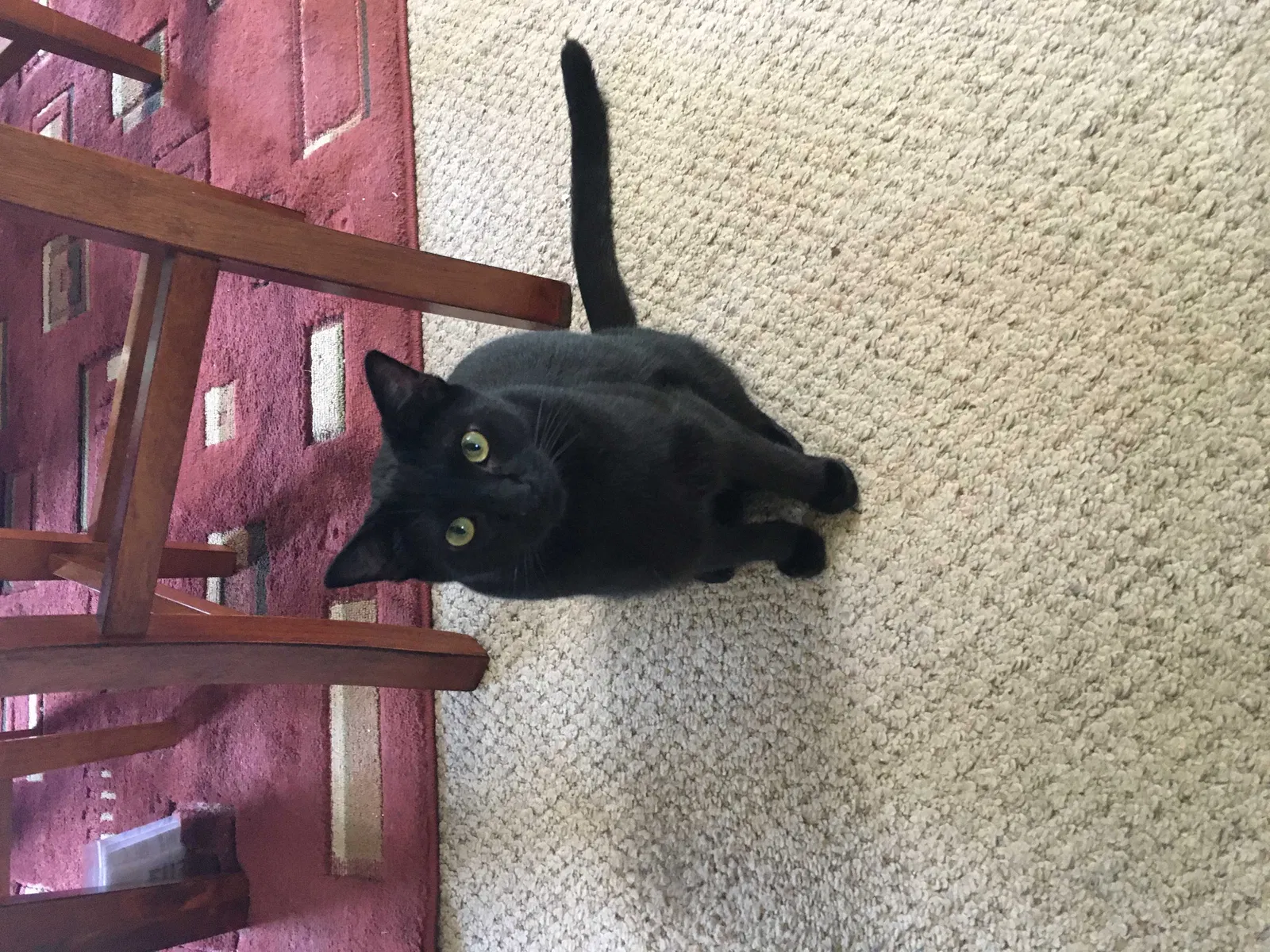 Lost cat in Olympia, WA, 98506