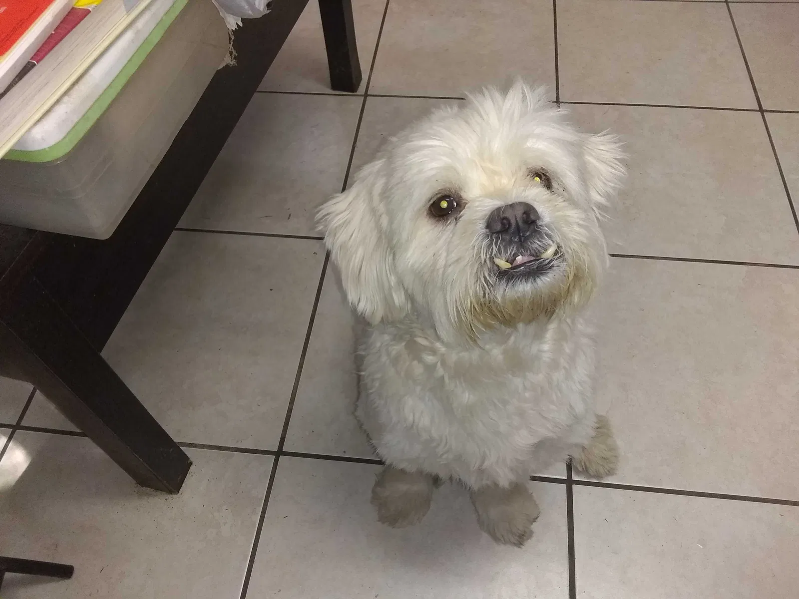 Lost dog in Homestead, FL, 33034