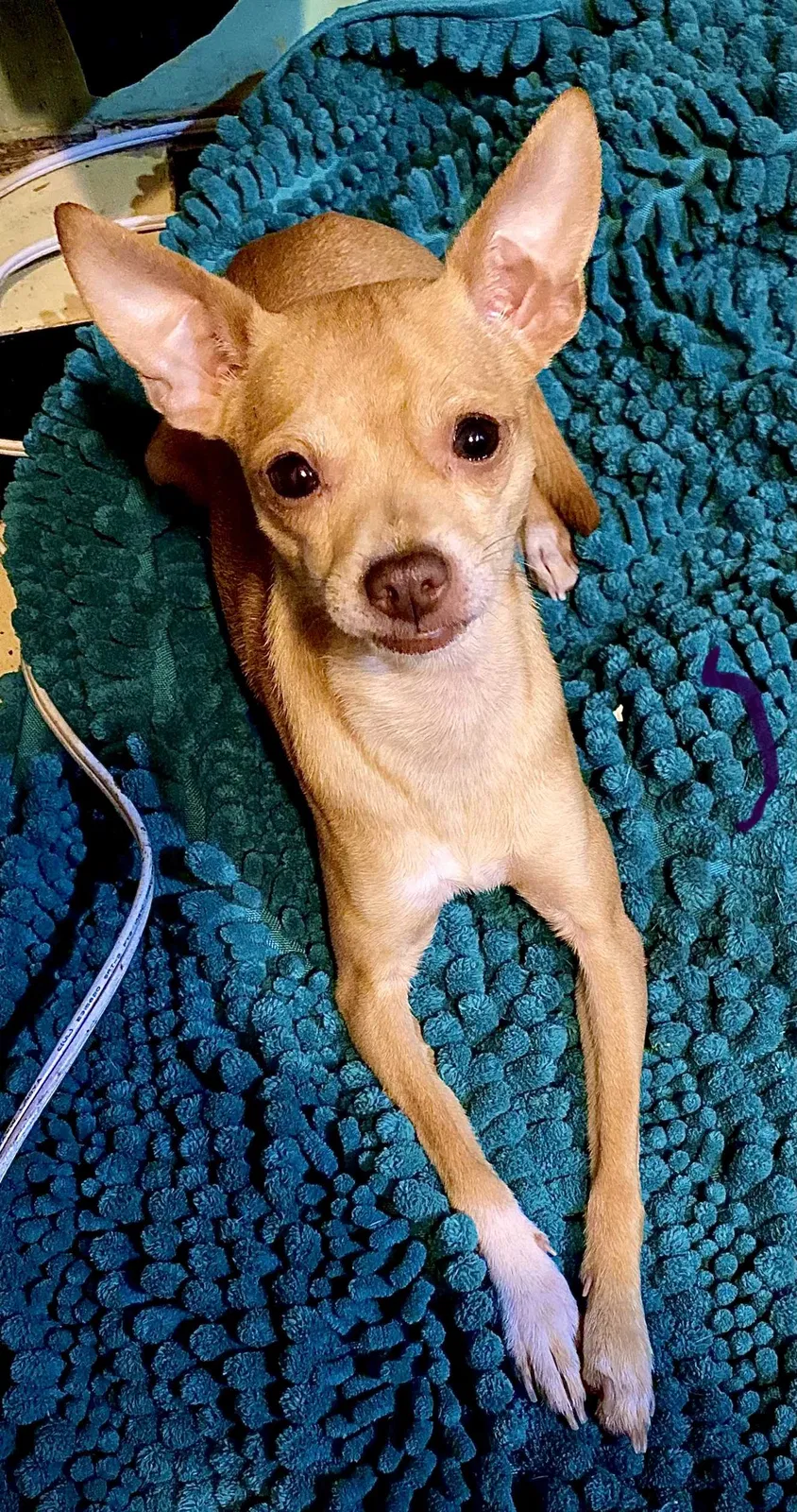 Lost dog in Tulsa, OK, 74106