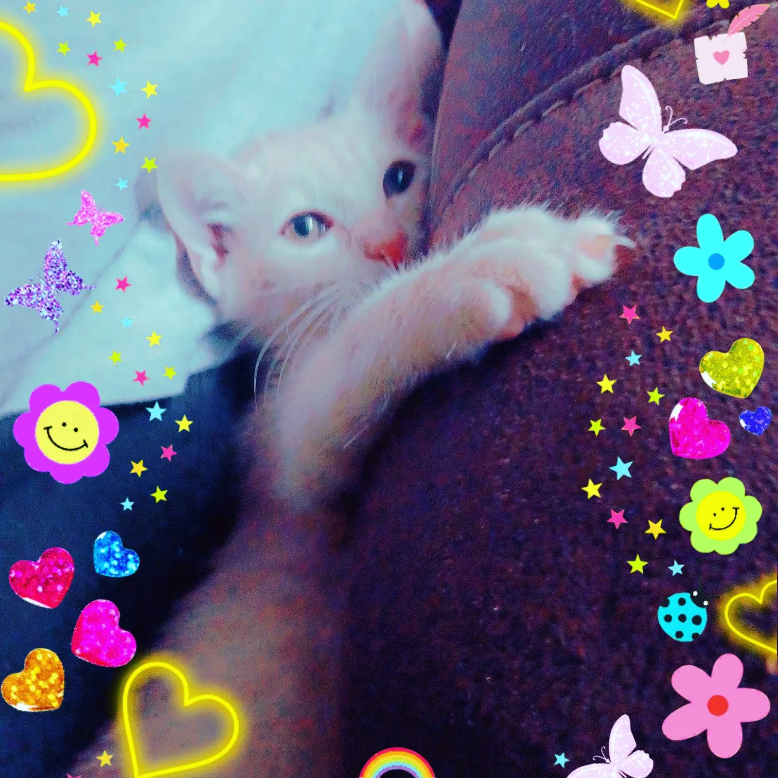 Lost cat in Jacksonville, FL, 32211