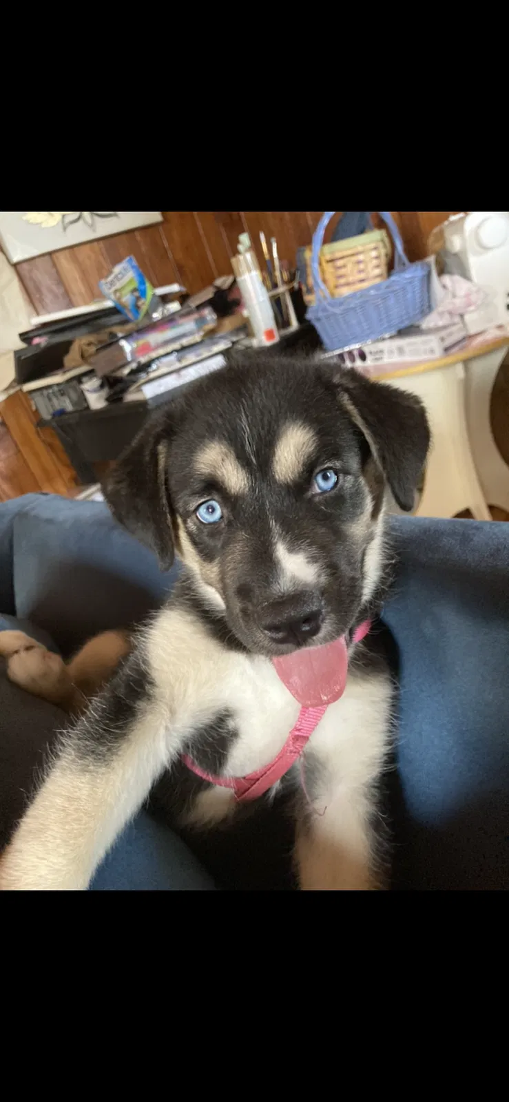 Lost dog in Winston Salem, NC, 27127