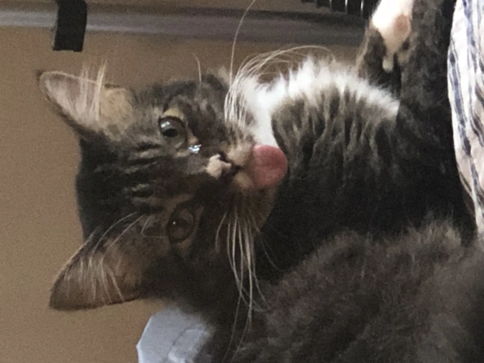 Lost cat in Charlotte, NC, 28215