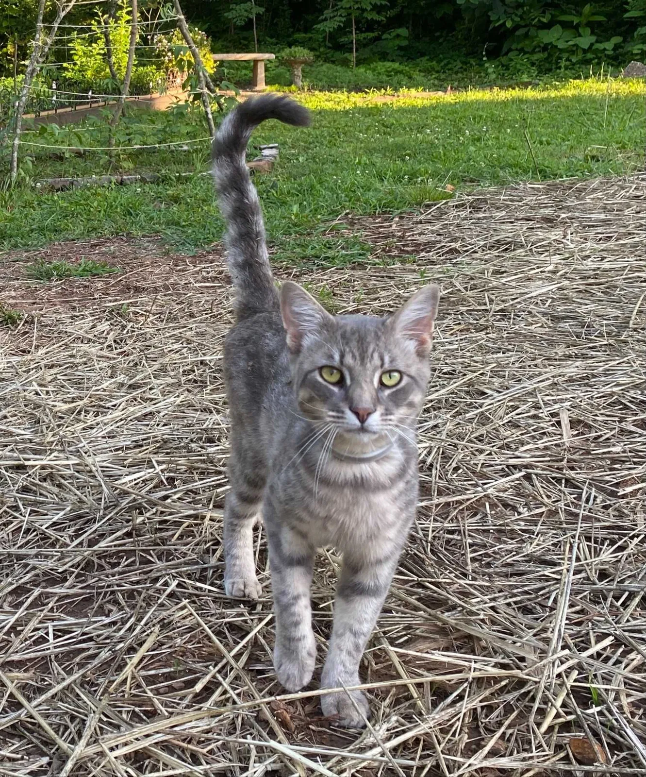 Lost cat in Ooltewah, TN, 37363