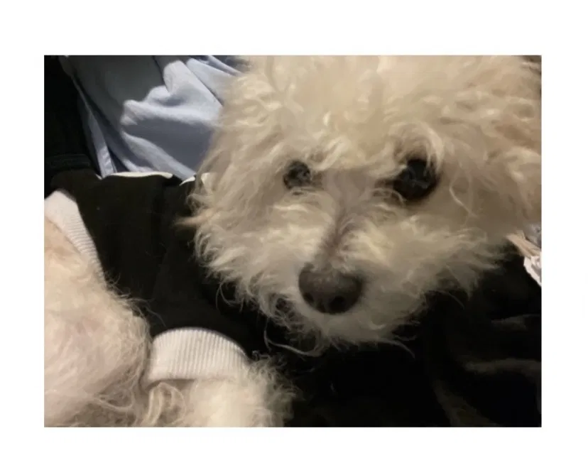 Lost dog in Bridgeport, CT, 6605