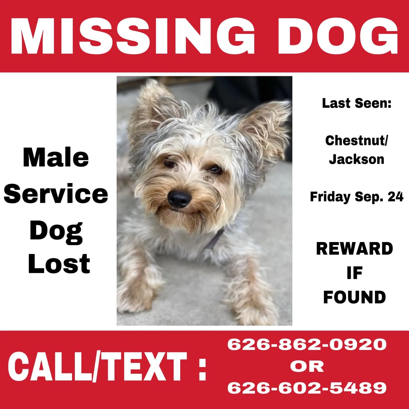 Lost dog in Santa Ana, CA, 92704