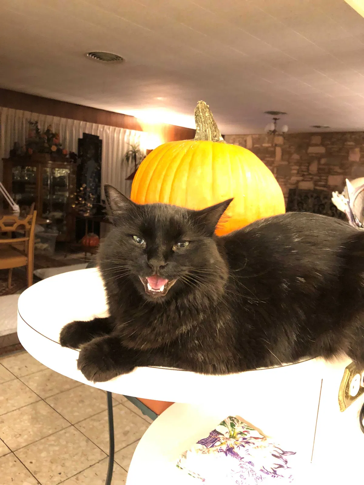 Lost cat in Austin, TX, 78704