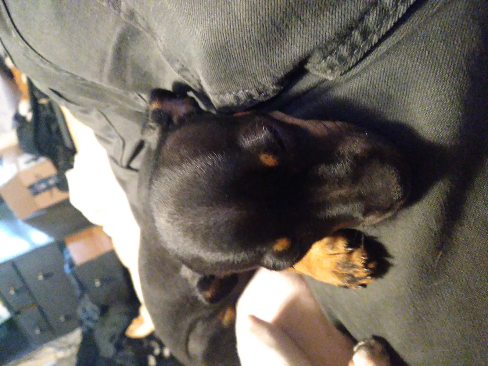 Lost dog in Citrus Heights, CA, 95621