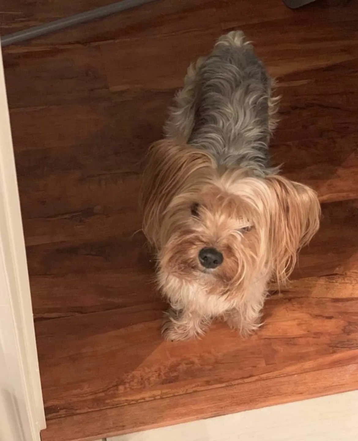 Lost dog in Humble, TX, 77396