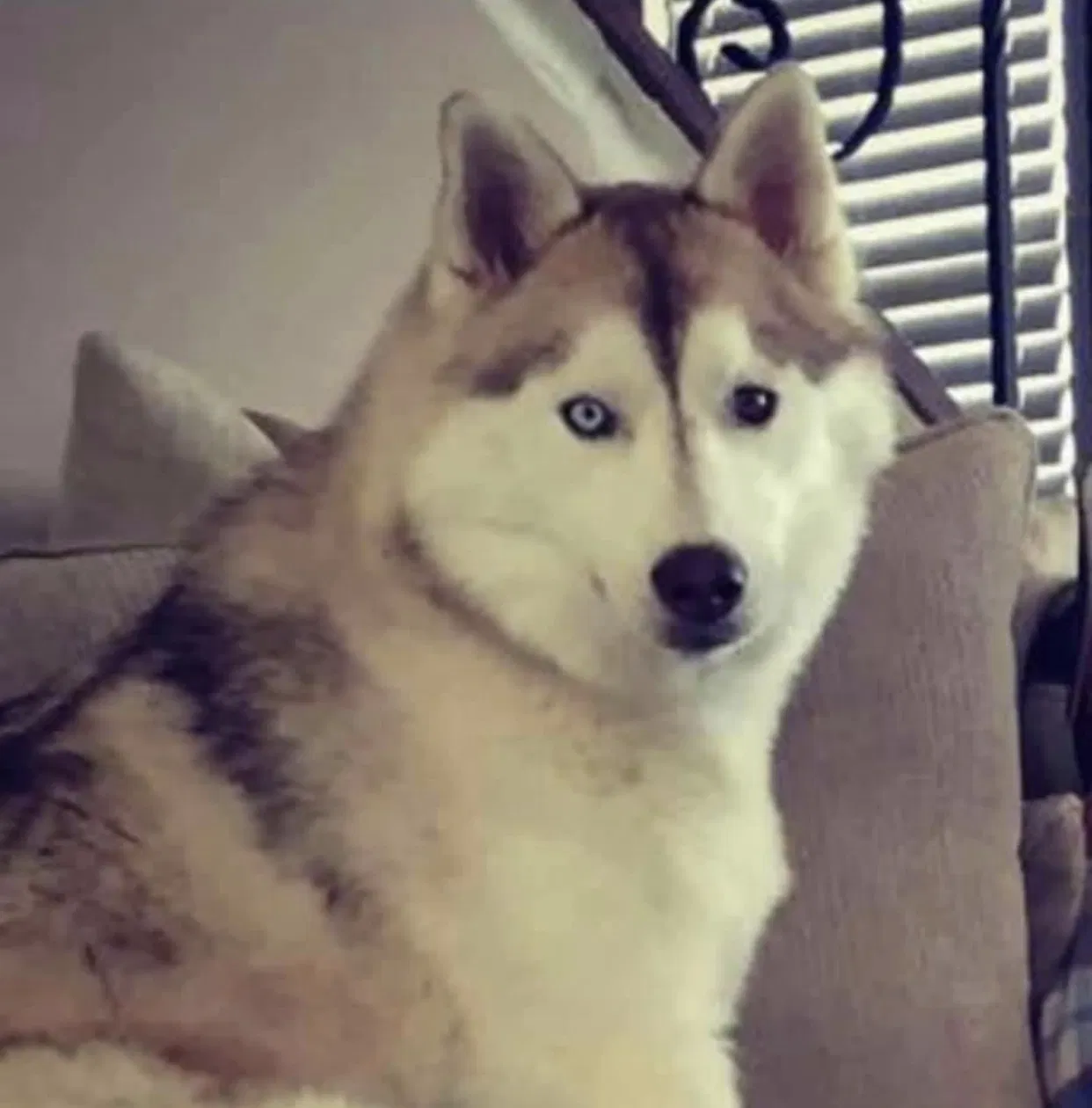 Lost dog in Thornville, OH, 43076