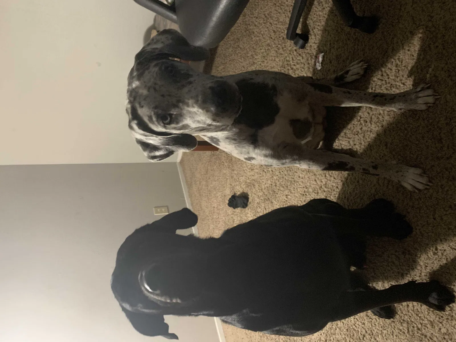 Lost dog in Edinburg, TX, 78542