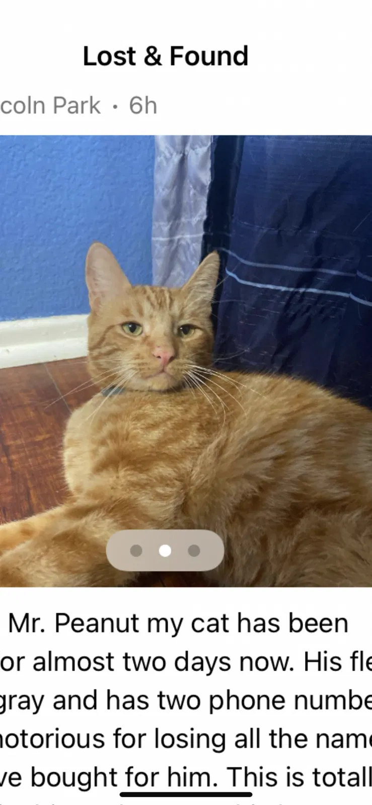 Lost cat in Lake Elsinore, CA, 92530