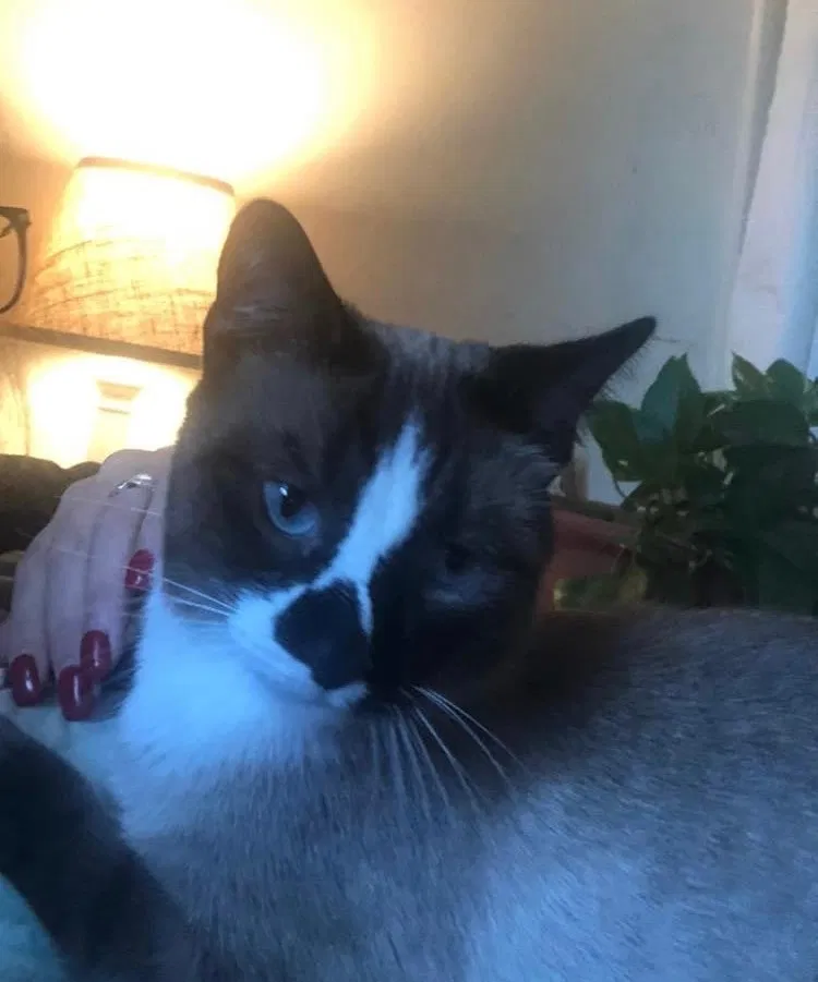 Lost cat in Kimberly, WI, 54136