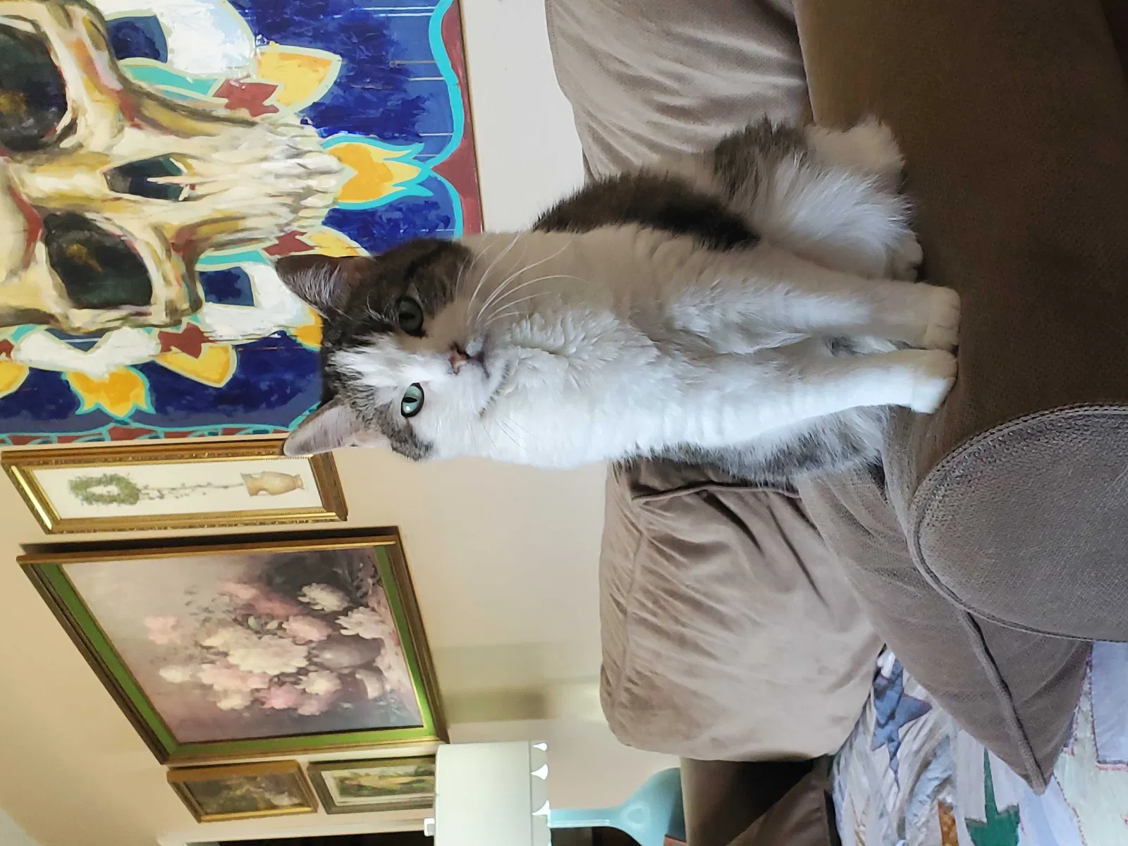 Lost cat in Hurst, TX, 76053