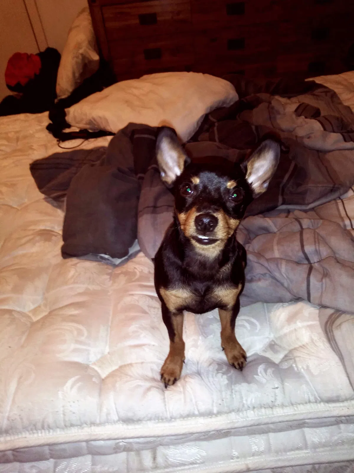 Lost dog in Sacramento, CA, 95815