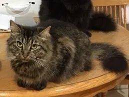 Lost cat in South Plainfield, NJ, 7080
