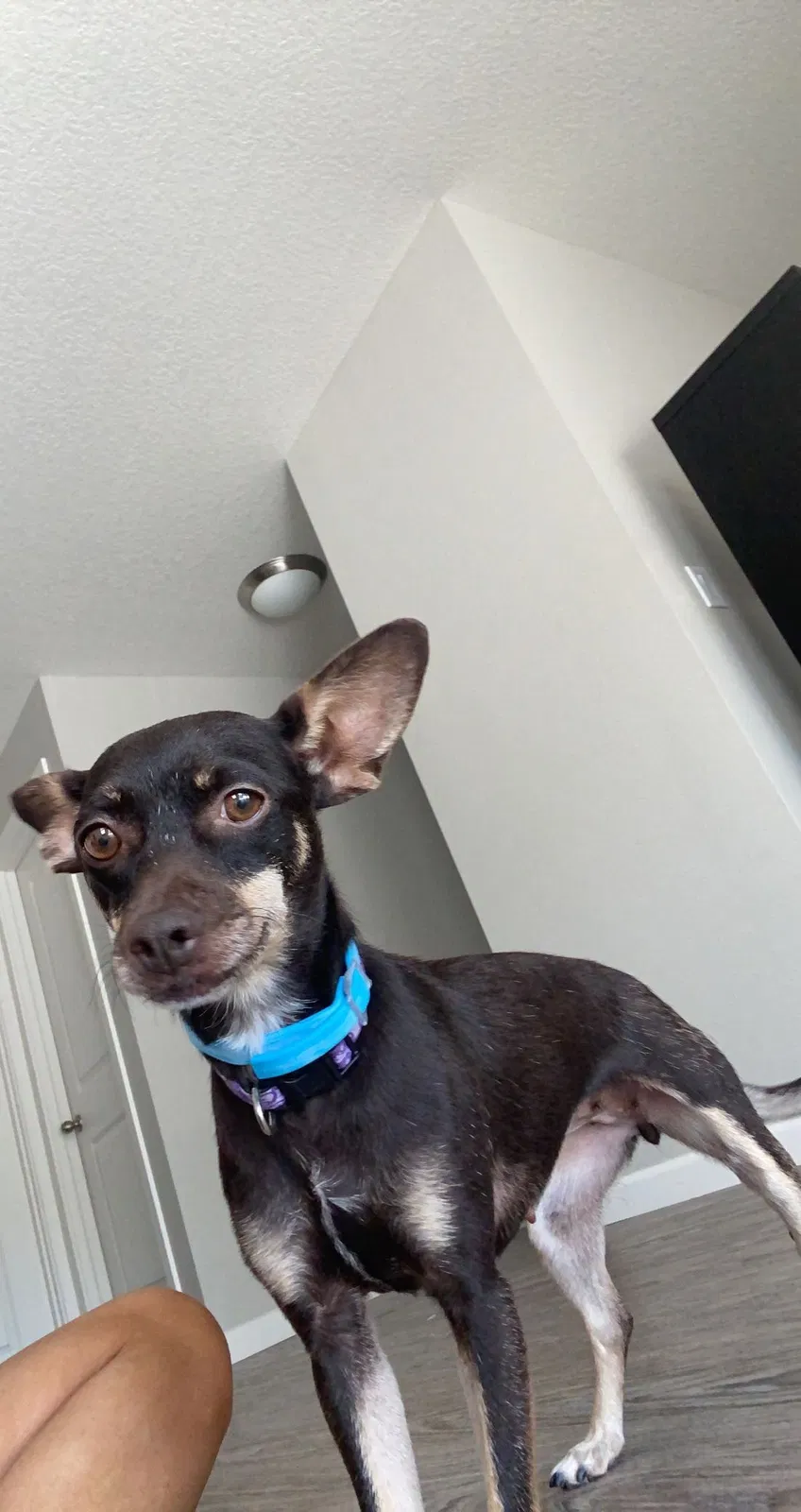 Lost dog in Canby, OR, 97013