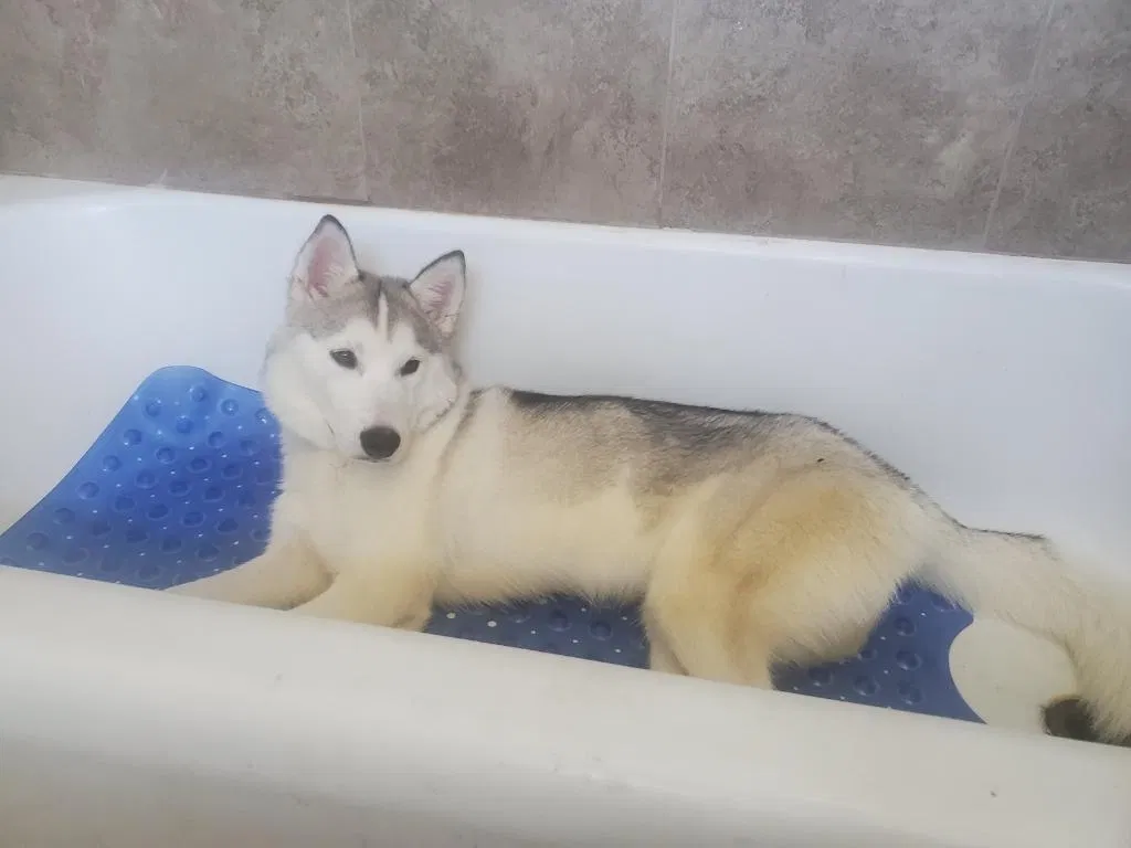 Lost dog in Fresno, CA, 93726