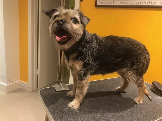 Lost dog in Warrenton, VA, 20186