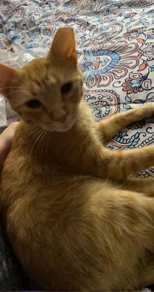 Lost cat in Cleveland, OH, 44135