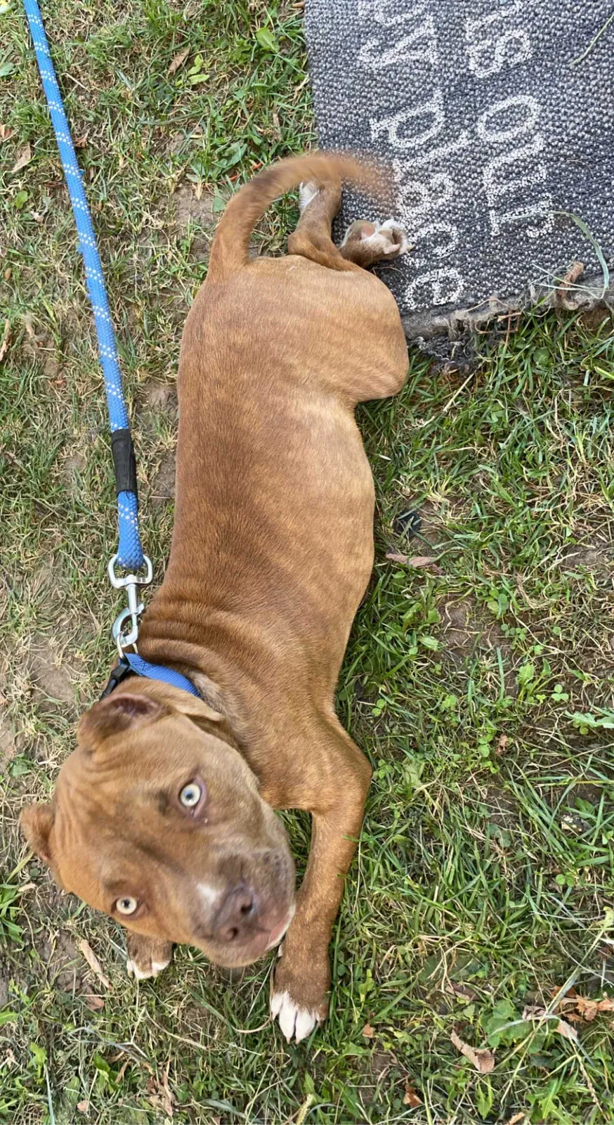 Lost dog in Rockford, IL, 61107