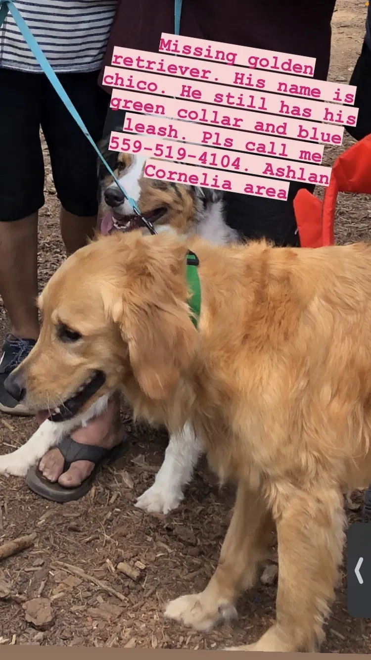 Lost dog in Fresno, CA, 93722