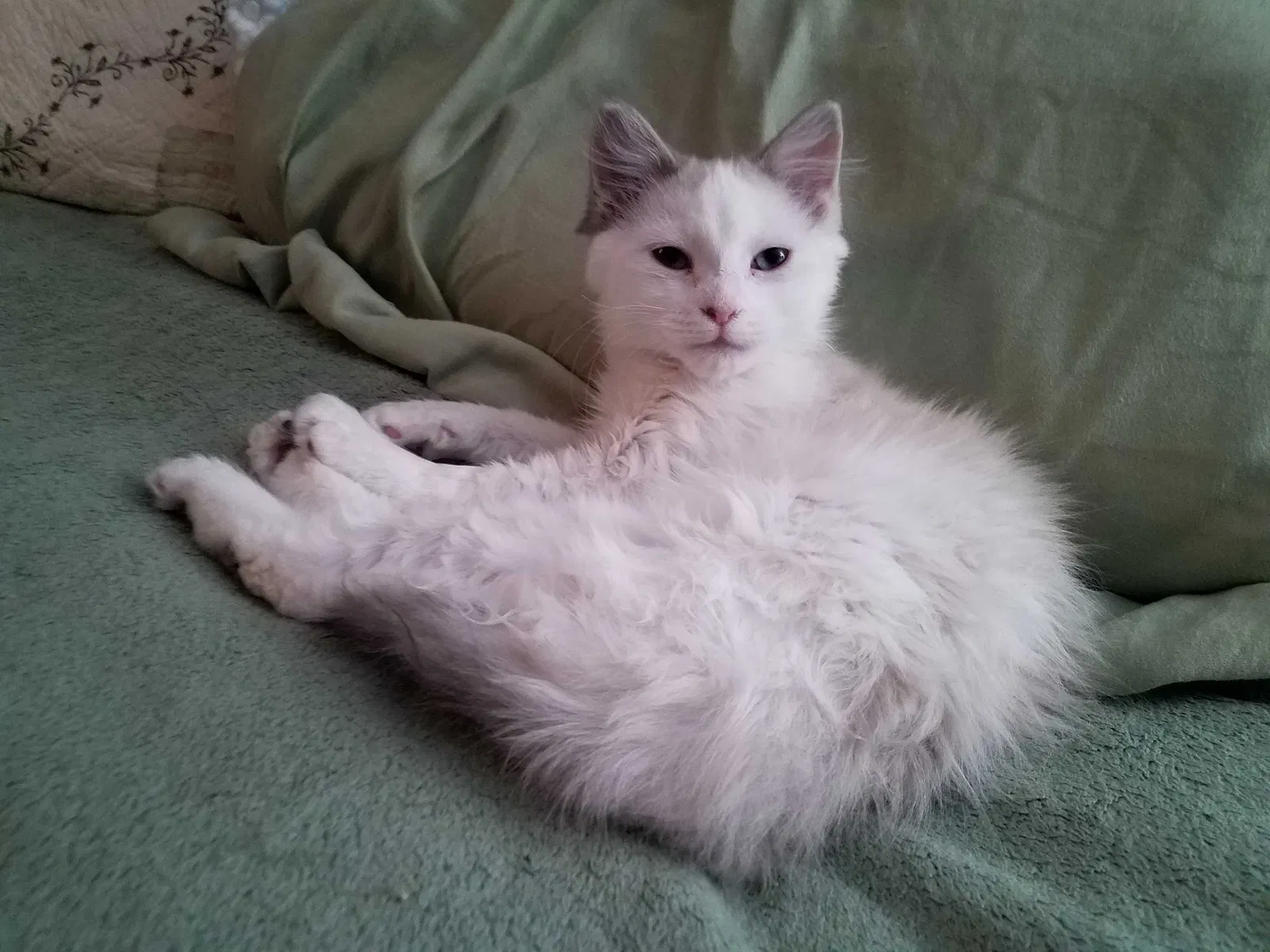 Lost cat in Douglasville, GA, 30135