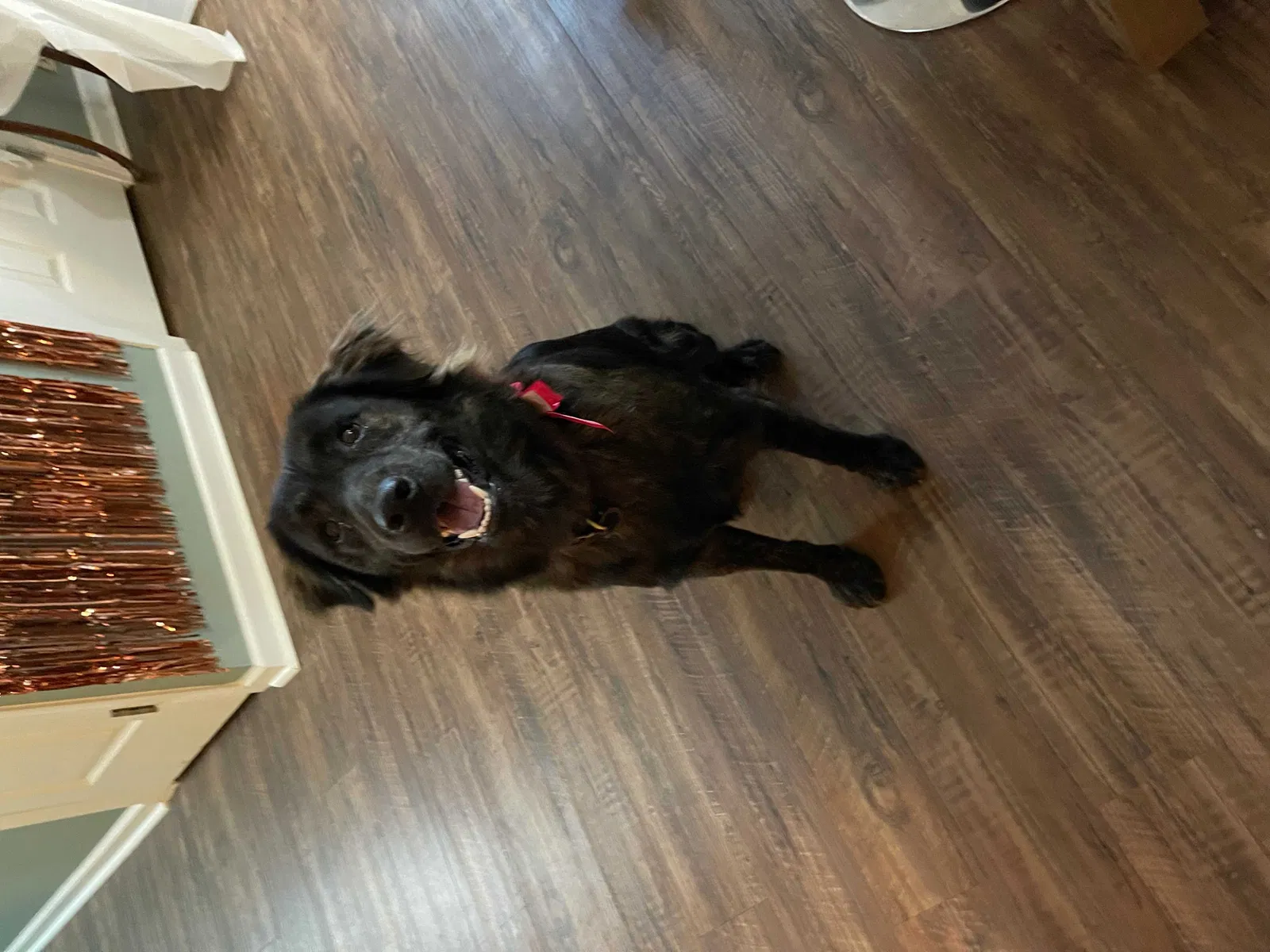 Lost dog in Columbia, TN, 38401