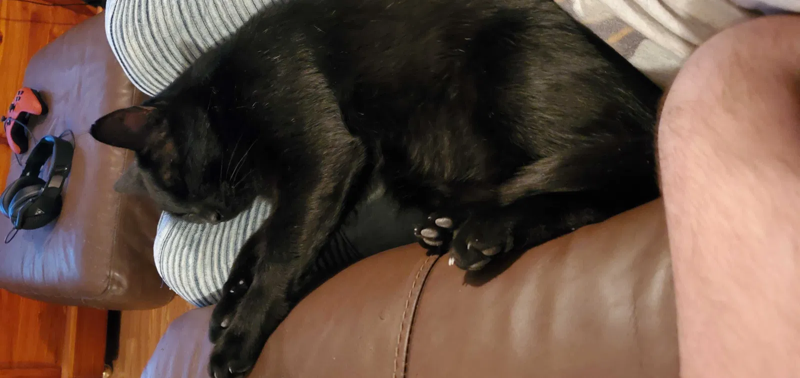 Lost cat in Hernando, FL, 34442
