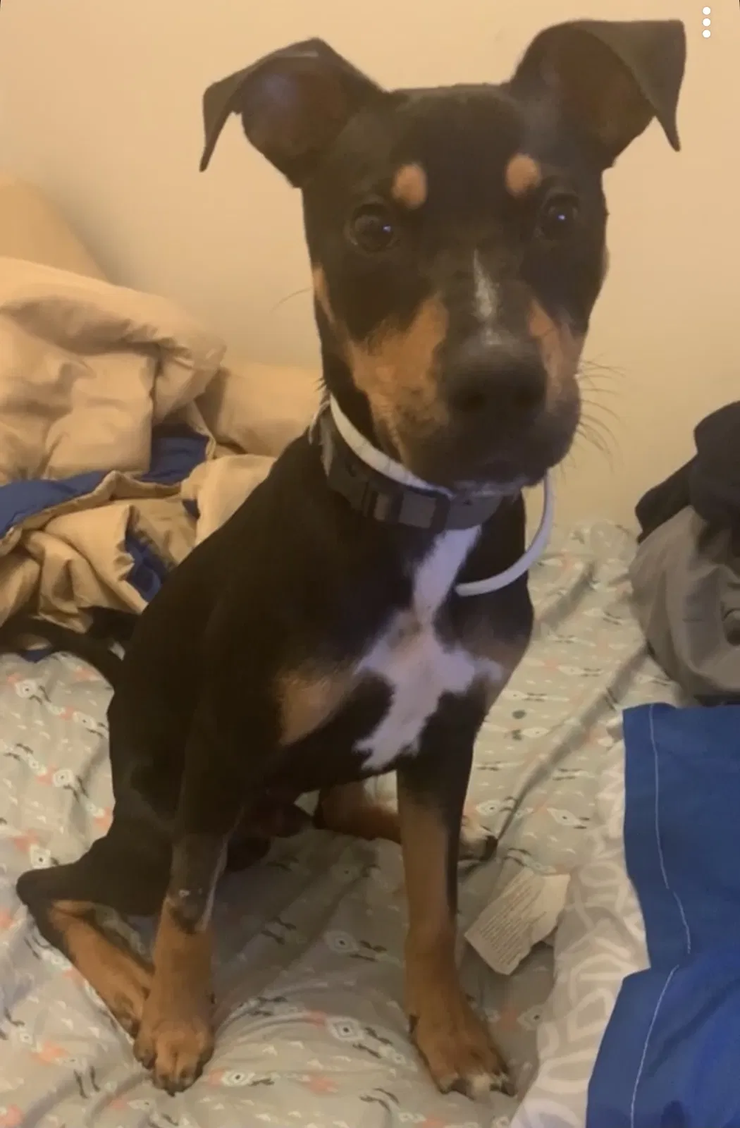 Lost dog in Warren, MI, 48093