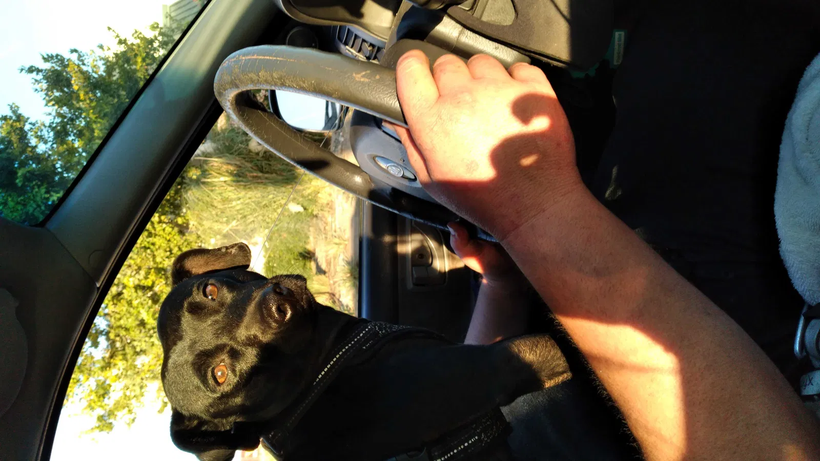 Lost dog in Sacramento, CA, 95838