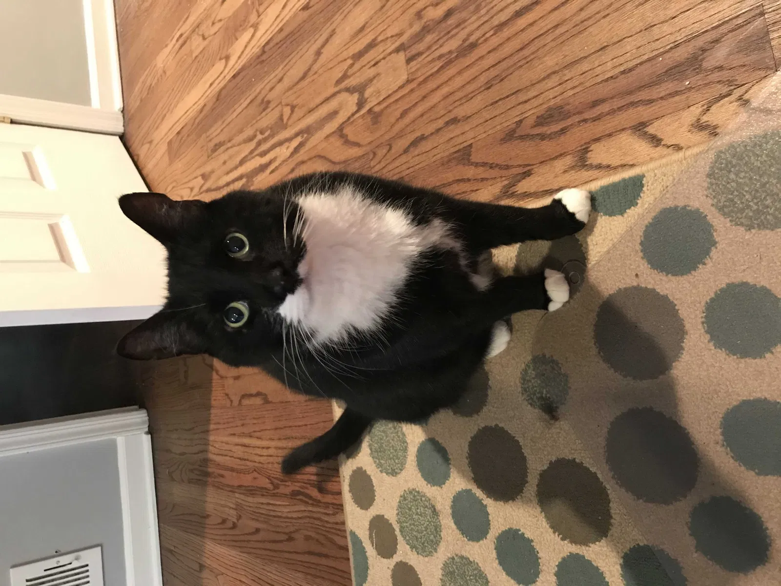 Lost cat in Kirkland, WA, 98033