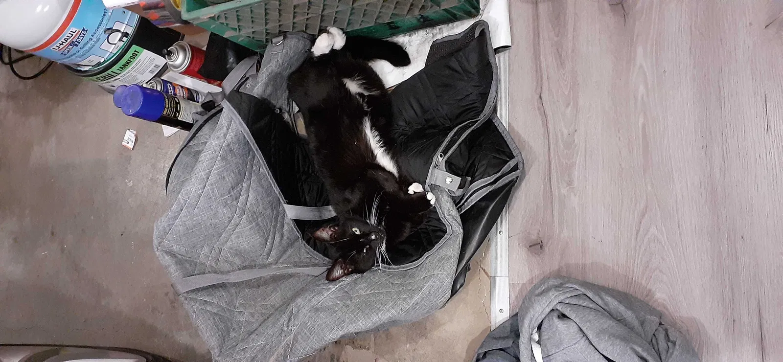 Lost cat in Portland, OR, 97230